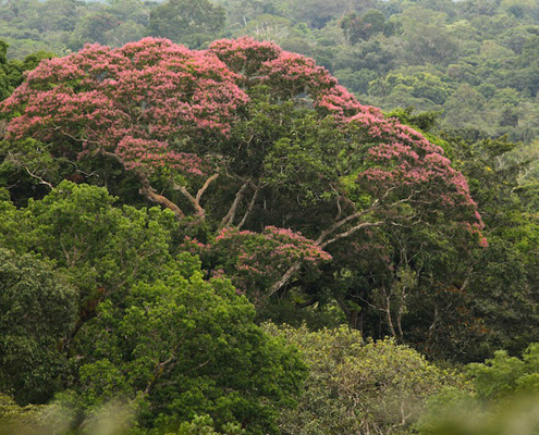 Peru Rainforest