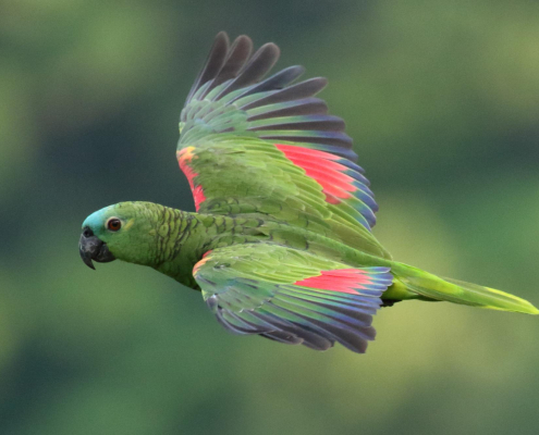 Amazona Aestiva