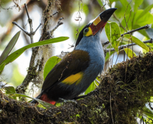 Plate-billed Mountain-Toucan
